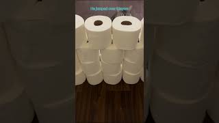 Oreo doing jump over toilet papers challenge#cat #funnycats #fatcats #toiletpaperchallenge
