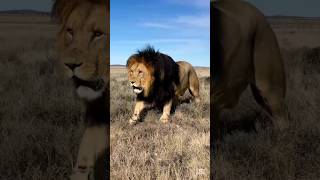 baby animal And shoulder animal transformation #sorts #animals #viralvideo #sorts #video 🙀