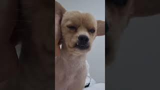 차송송계란탁 아빠 손 닿으면 잠 드는 강아지 🐶❤️                                                #귀여운강아지 #강아지 #차송이 #puppy