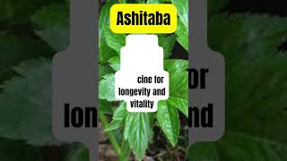 Ashitaba Healing Medicinal Herb Plant #herbalmedicine #medicinalplants #holistichealth