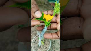 Cucumber Grafting With Pumpkin #shorts #cucumber #vegetables