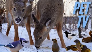 Two Deer, Birds, and a Squirrel Along a Snowy Lake | TV for Dogs and Cats