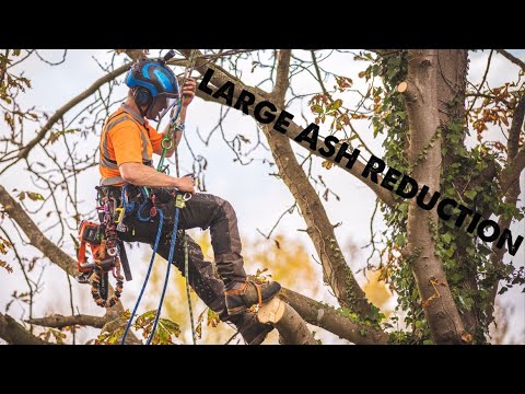 Large Ash Reduction