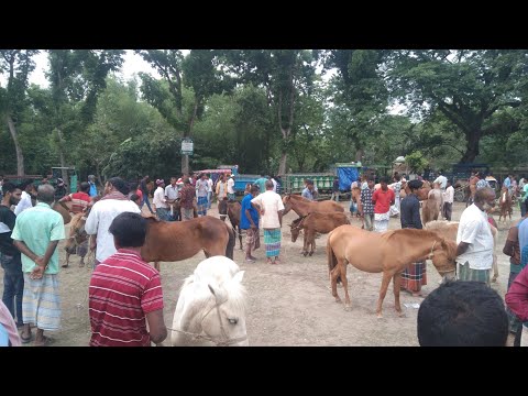 তুলসীপুর বাজার ঘোড়ার হাট|| আজকের বাজার