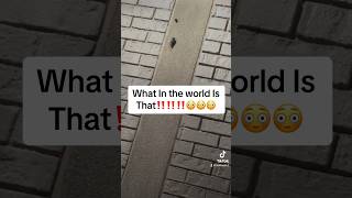 #shorts WHAT IN THE WORLD IS THAT‼️‼️‼️😳😳😳 #viral #whatsapp #what #georgia #bug #cringe