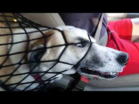 Crazy Animal Fails | Best Pets of the Decade 🐶