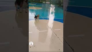 Happy Dogs Videos Compilations Try Not To Laugh Funny Dogs Shorts 🐶😂😂 -EPS1250 #happydogs