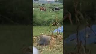 my vlog in my village nice video DSK saif khan #trending #vlogs #vloger #vlogvideo #vlogs #viralvid