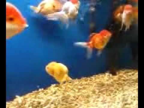 小賴的金魚-01.mp4