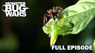 Huntsman Showdown | Monster Bug Wars | Full Episode | S1 E4