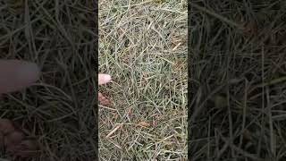 Мульча, яка рятує полуницю від спеки та бур’янів!  🍓#полуниця