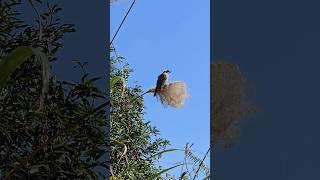 黃金蘆葦與白頭翁 #birds #蘆葦 #白頭翁