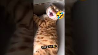 Cat 😺 funny 😂🤣 video #shorts#ytshorts #rameshwar comedy