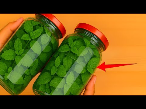 How to store mint leaves For 1 Year Without Spoilage