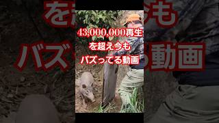 【危険生物】猪突猛進アタックしてくるイノシシ #ジビエ料理 #wild boar#イノシシ #狩猟#Babi hutan menyerang orang#bahaya