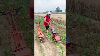 Corn hook weeding artifact one machine uses time, effort and labor, and agricultural planting te