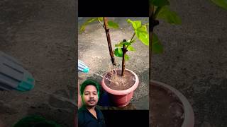 Guava ki cutting kaise leagye #gardening #plants #bonsai #grafting #prajapati #autoplant #fruit