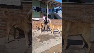 Dog fight for his baby 😳😳 #doglover #animals #trending #shortfeeds #dogfight