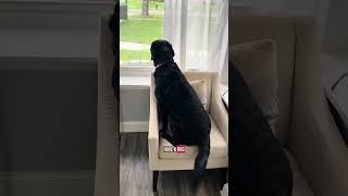 Everyone with a dog can relate to this🩷 #dogs #labrador #blacklab #cutedogs