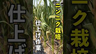 [Garlic cultivation] Finishing work before harvesting that must be done in May #homegardening #ga...