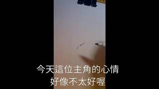 文豪野犬-芥川龍之介