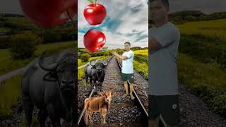 rounding Apple 🍎 to cow, buffalo, bakri, Sher, #vfxmahjabeen #vfxshorts #shorts