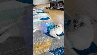 Doc vs Pdf 😂 #kikicutekitty #doctor #pdf #funny #playonwords #relatable #fyp #kitten #scottishfold
