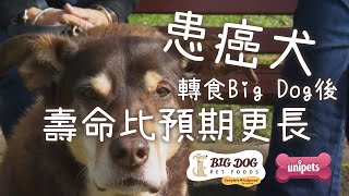 為健康，訓犬師讓患癌犬轉吃 Big Dog 生肉糧