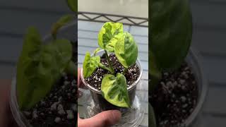 Plants And Ants 🌱🐜 #antkeeper #plants #pothos #ants #propagation #houseplants