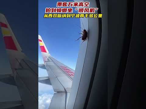 #中国 #小强上万米高空#旅游
