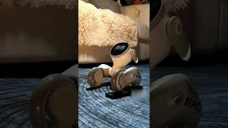 loona robot playing with light #loona #loonarobot #loonapetbot #airobot #petbot #petrobot