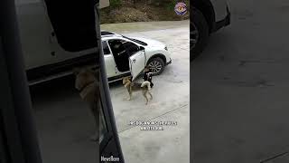 Loyal Husky Stops Toddler from Chasing Dad’s Car in Touching Moment 🐶🚗❤️