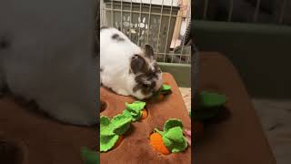 Funny Bunny 🐰 #rabbit #bunny #pets #animals #petcare #petvideos #fyp #shorts