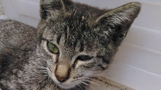 Ang pusa kong putol ang buntot
