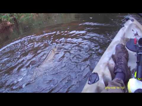 Fishing : Pike action ! Two minutes of mayhem on the river this afternoon