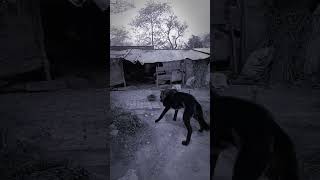 Part 877 Wolf in village #relaxinwolf #wolfsounds #wolfsong #wildlife #horrorstories #wolf #shorts