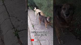 Hulki Çamur Şevket'e tokat attı! #keşfet #ilginçolaylar #köpekvideoları #kangalköpeği