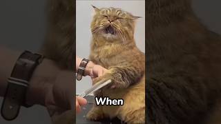 #cat #catfails #funny #failsmoments #pets #funnyfailsmoments #cute #cutefunnymoments #funnycats