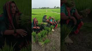 #song #geet #comedy #lokgeet #folksong #awadhigeet #comedyfilms #bhojpuricomedy #bannibannageet