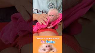 Cute little monkey #monkeyson #monkeysmart #babymonkey