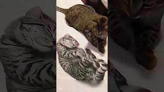 Two silly cats #catsoftiktok #clevercats #funnycats #fyp #cats #foryou #pet