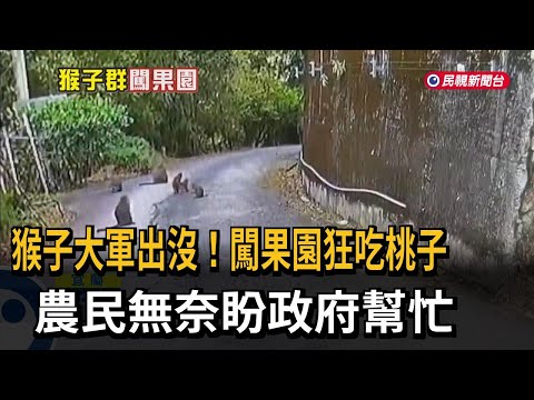猴子大軍出沒！ 闖果園狂吃農作物 農民無奈求助－民視新聞