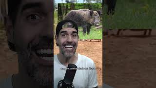 PORCO ATACA HOMEM EM CHIQUEIRO | Pidobiologia #porco #javali #javaporco