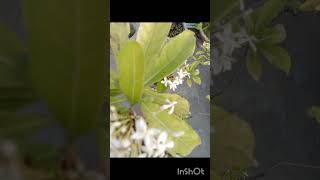 look flower top2023#subscribe #subscribe #2023 #2023shots #shotsyoutubevideo #viralvideo #youtube