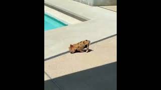 [CRAZY FUNNY]Animaux drôles #vidéosdrôles #animauxdrôles #momentsdrôles #shorts