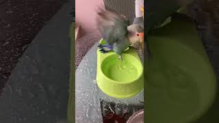 #birds #life #love #travel