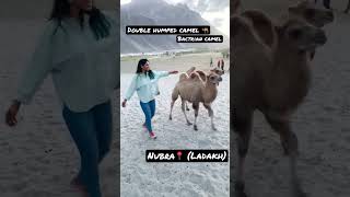 Leh Ladakh- Double humped camel - bactrian camel #bactraincamel #camel #nubra #leh #ladakh #camels