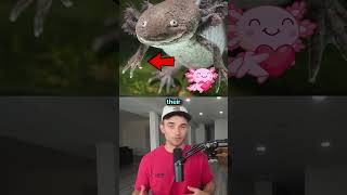 Animals With Superpowers