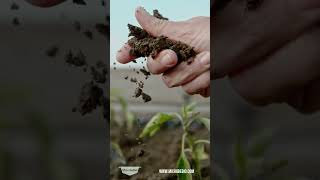 Improvement in soil quality and crop health  #microbebio #soilhealth   #cropyield