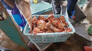 オホーツク海に毛ガニの季節　雄武町で初水揚げ